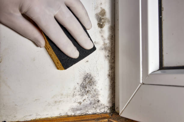 Best Mold Remediation for Healthcare Facilities  in Wailua, HI
